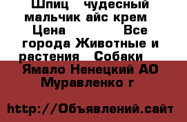 Шпиц - чудесный мальчик айс-крем › Цена ­ 20 000 - Все города Животные и растения » Собаки   . Ямало-Ненецкий АО,Муравленко г.